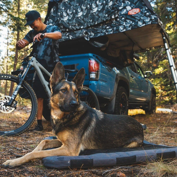 A human and dog relax at a campsite together.