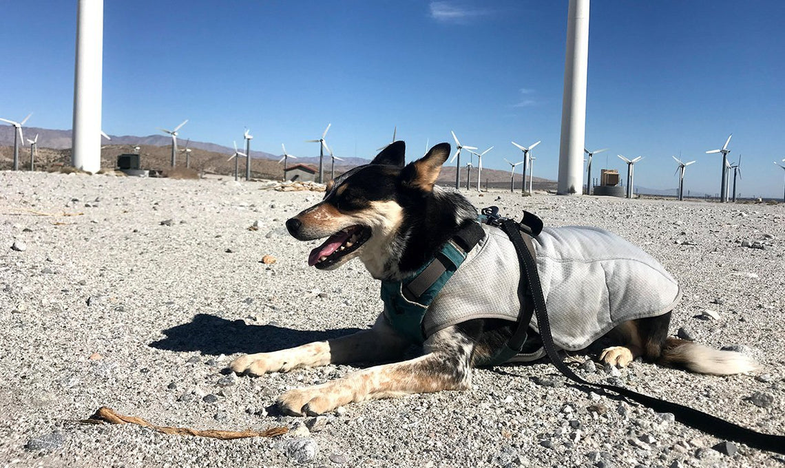Rogue Athena stays cool with swamp cooler by wind turbines.