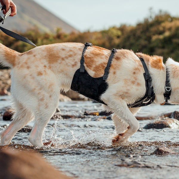 A woman helps her senior dog up a rock with the Webmaster