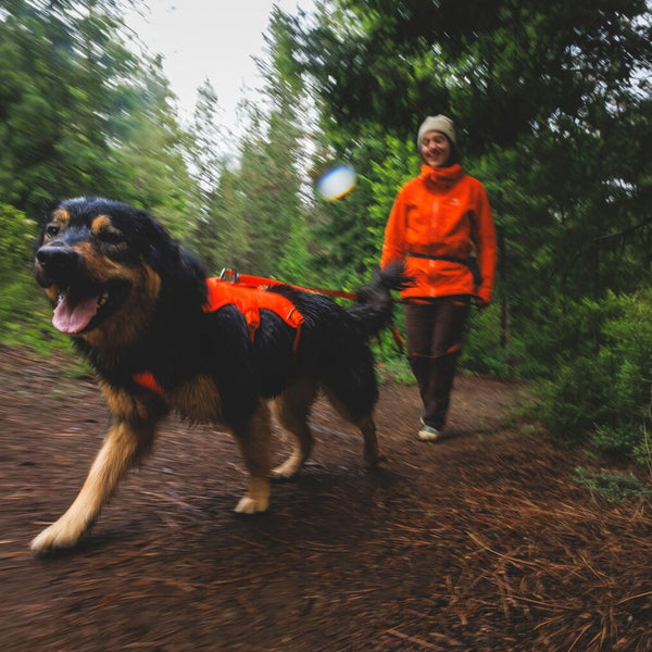 A human and dog walk through the woods at dusk together