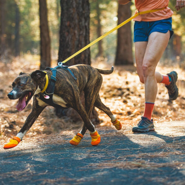 A woman runs with her dog in the sun