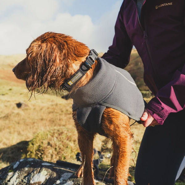 A dog wears a Basalt Gray Front Range Harness