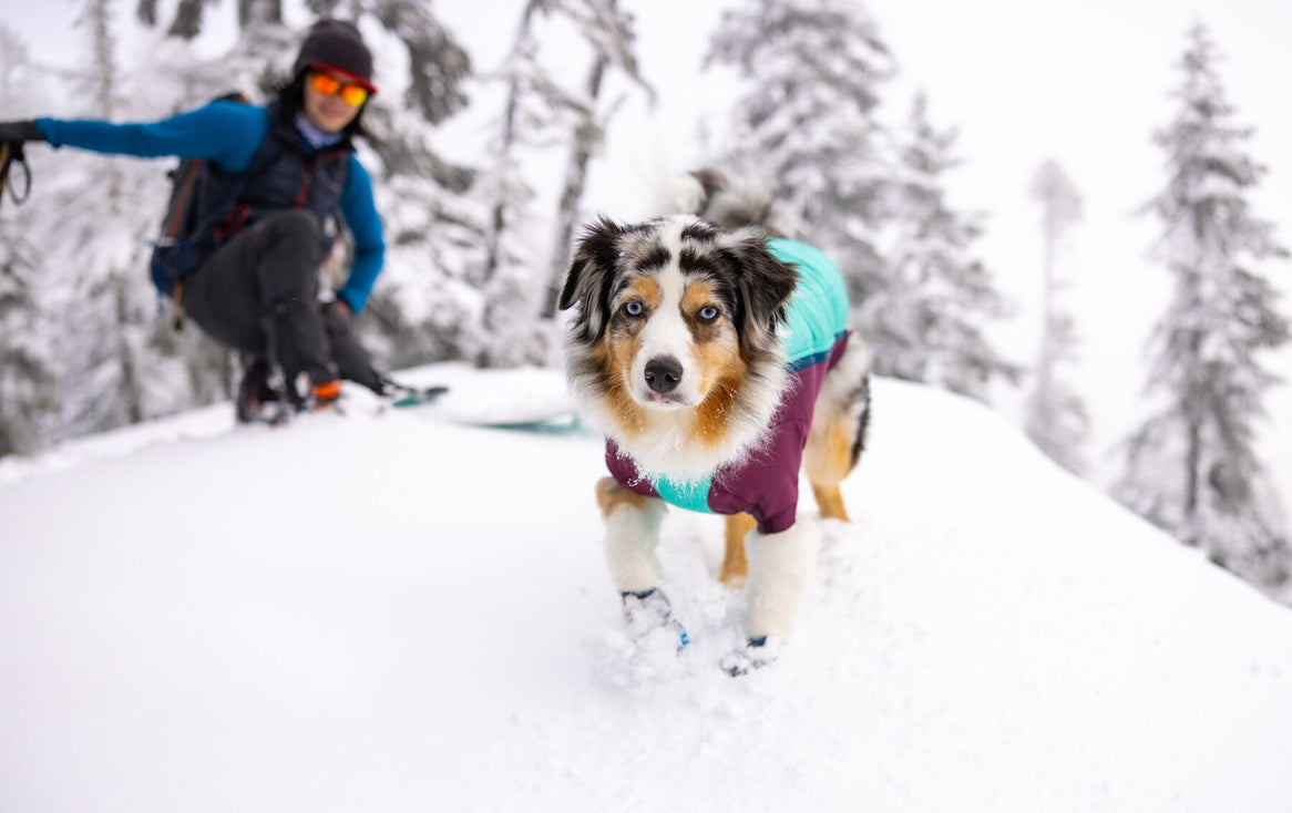 Dog in powder hound runs through snow with human on skis behind them.