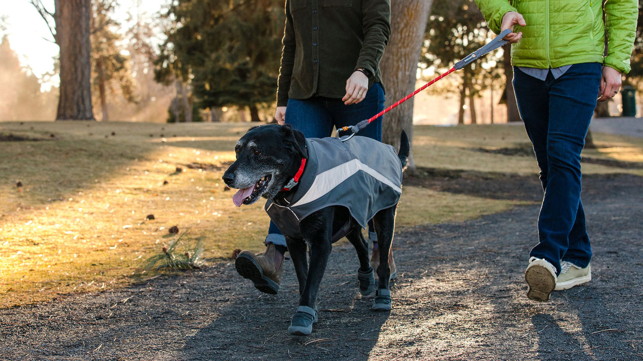 Leash Portal