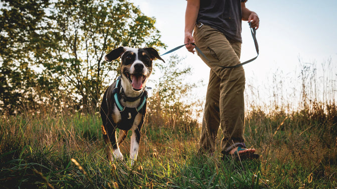 Hi & Light collar and harness on dog.