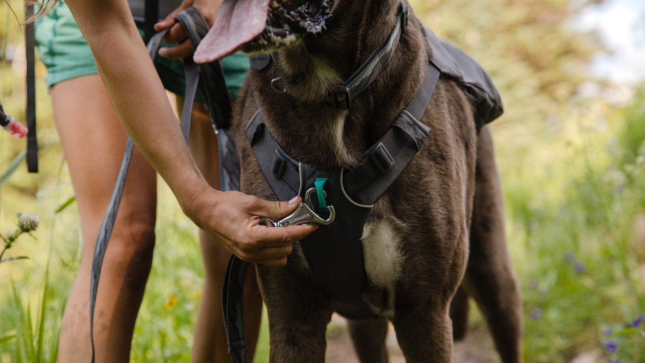 Two Leash Attachment Points