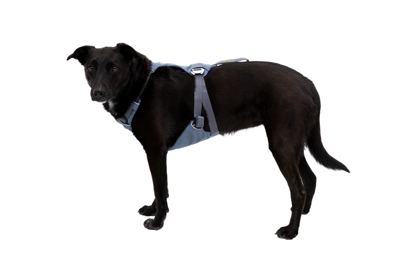 Load Up™ Dog Car H