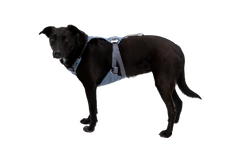 Load Up™ Dog Car H