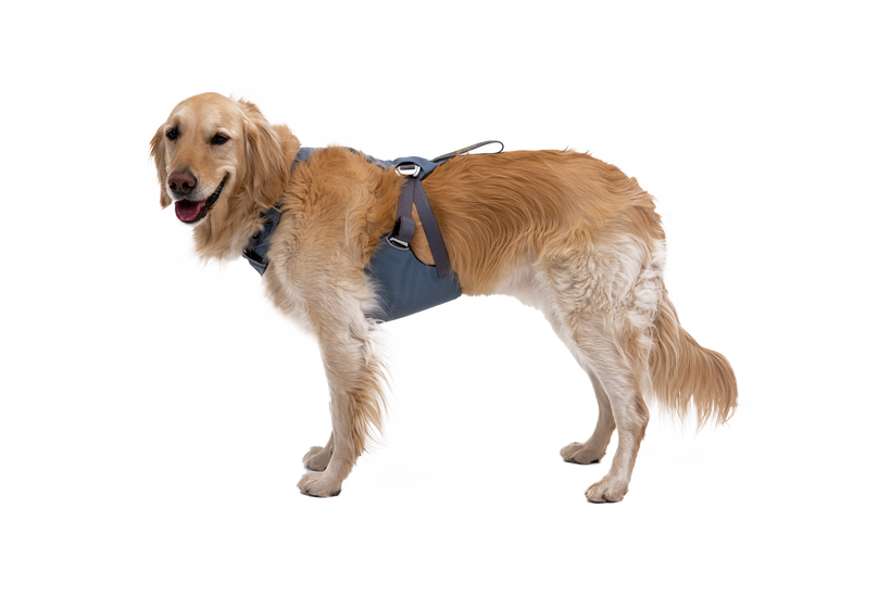Load Up dog car harness Slate Blue
