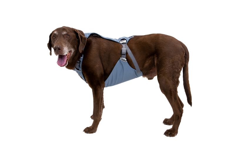 Load Up™ Dog Car H