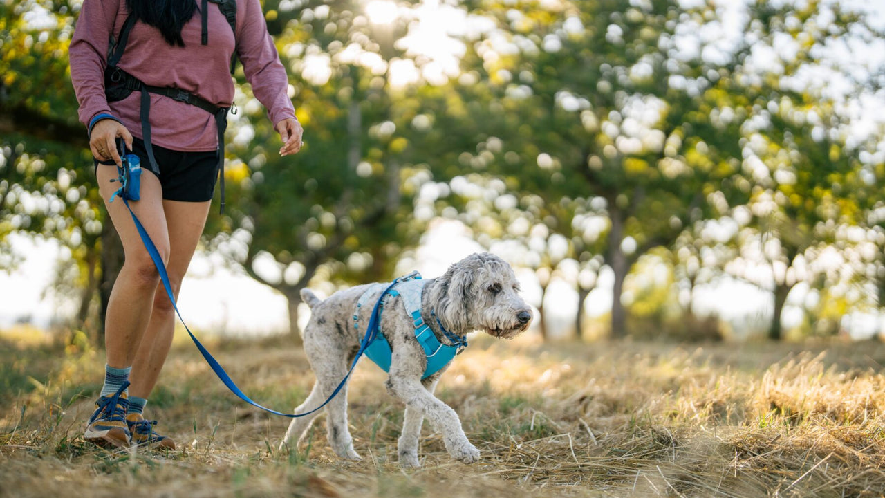 Two Leash Points
