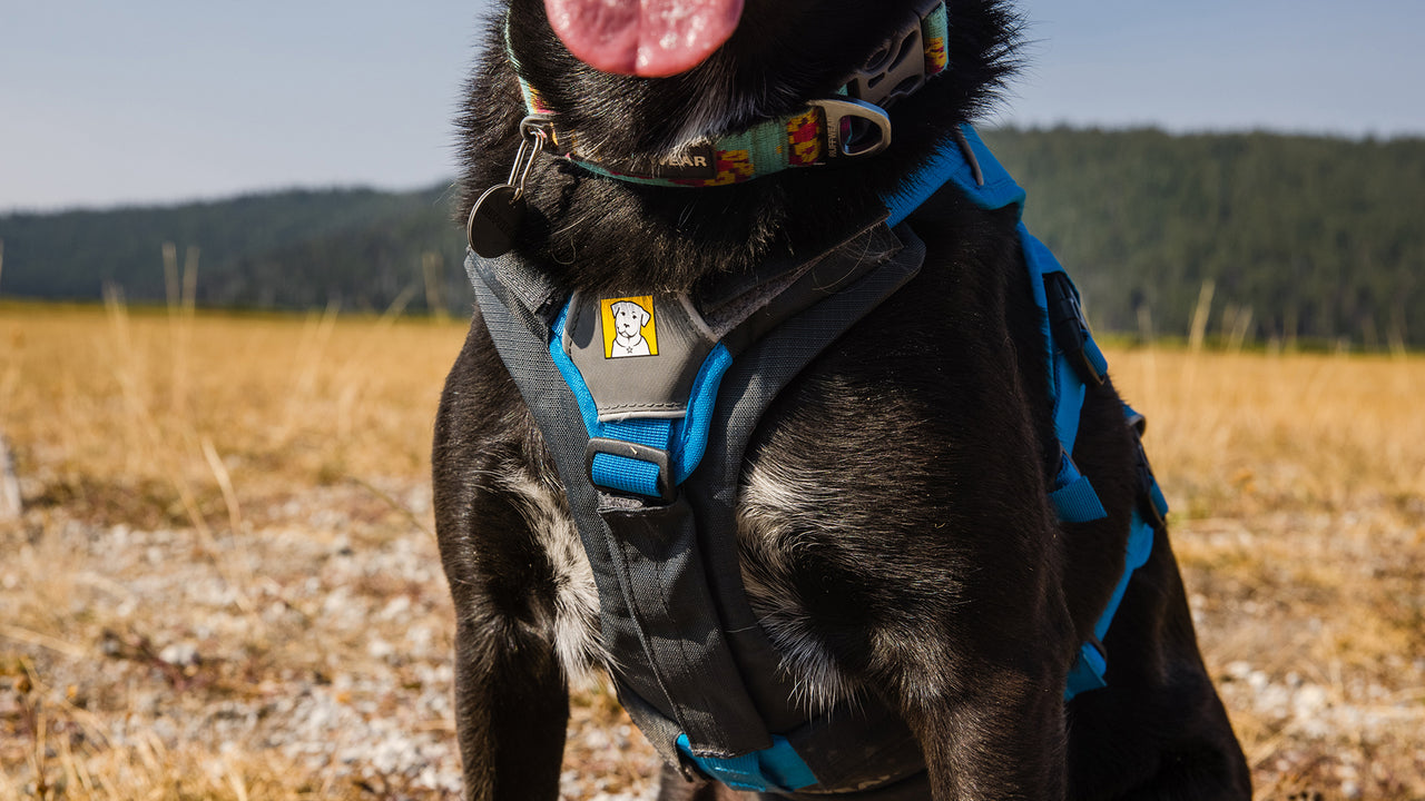 Chest & Belly Protection