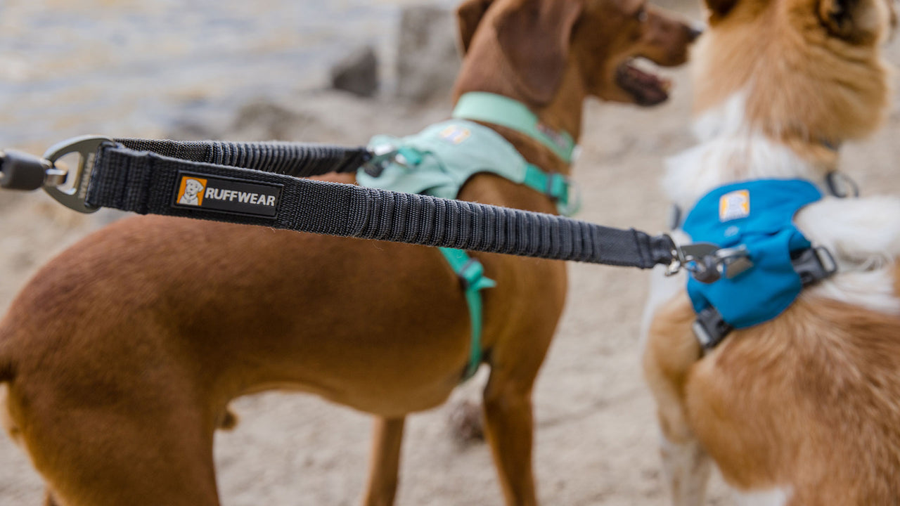 Two-Dog System