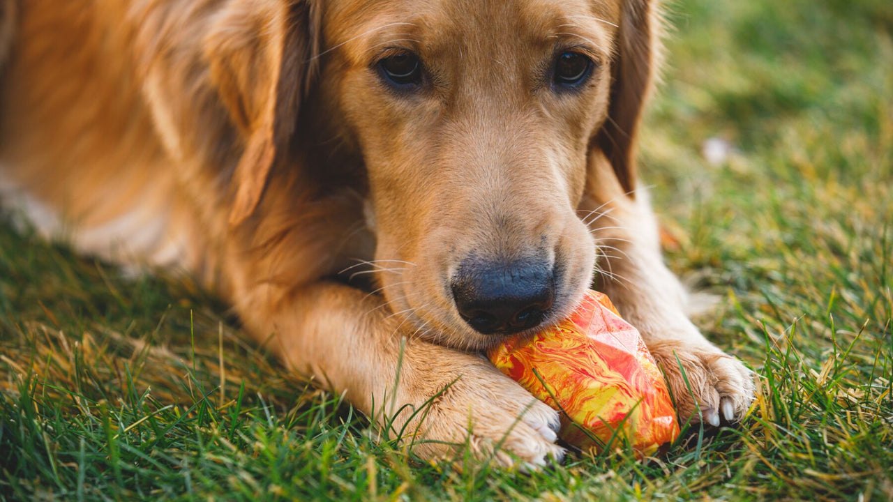 Holds Treats