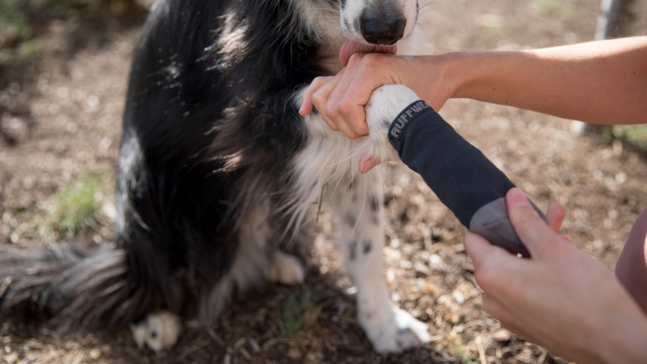 Dog-Focused Design