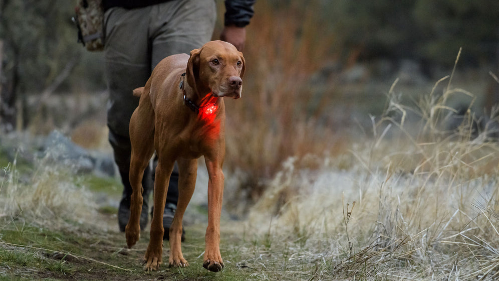 How To Operate The Ruffwear Beacon™ Video Thumbnail