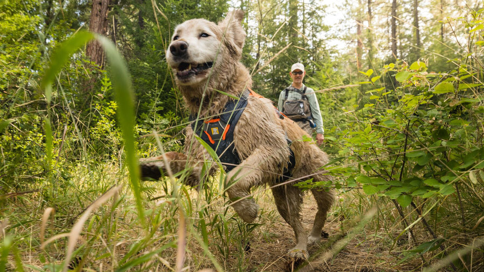 About the Brush Guard™ Video Thumbnail