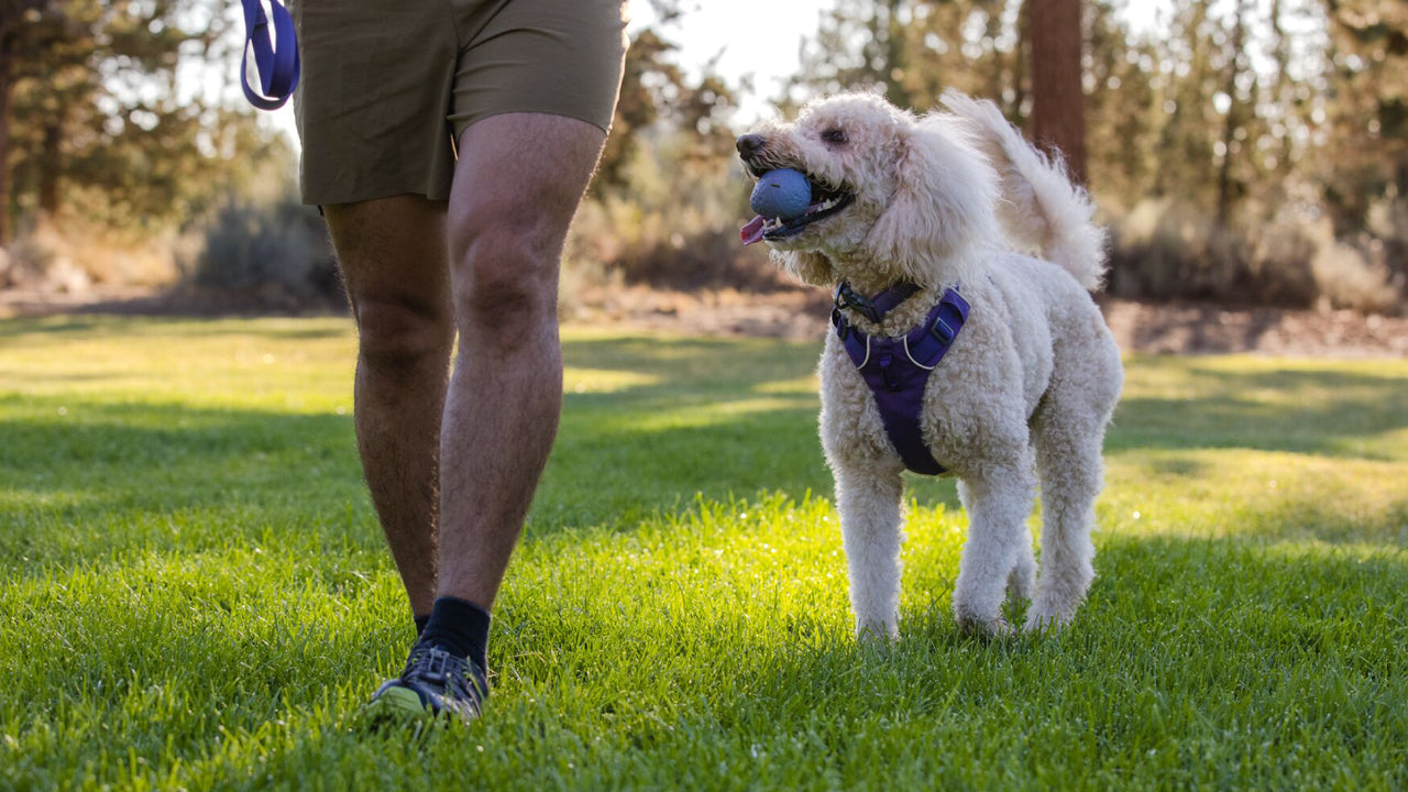Chew-Resistant