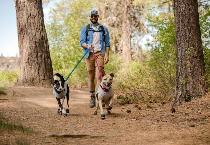 Dogs on a walk