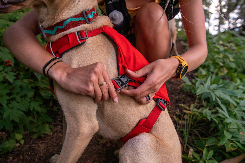 How to Fit & Adjust the Switchbak™ Harness Video Thumbnail