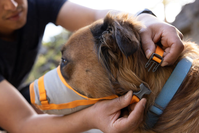 Person puts first-aid muzzle on a dog
