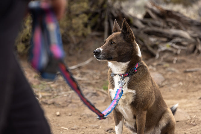 Dog with sunset inspired leash and collar set.