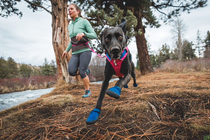 Dog in hi and light harness and shoes runs with human along river.