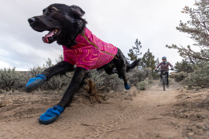Dog in hi and light dog booties runs on trail.