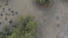 Dogs follow their noses across desert, trails, woods and roads.