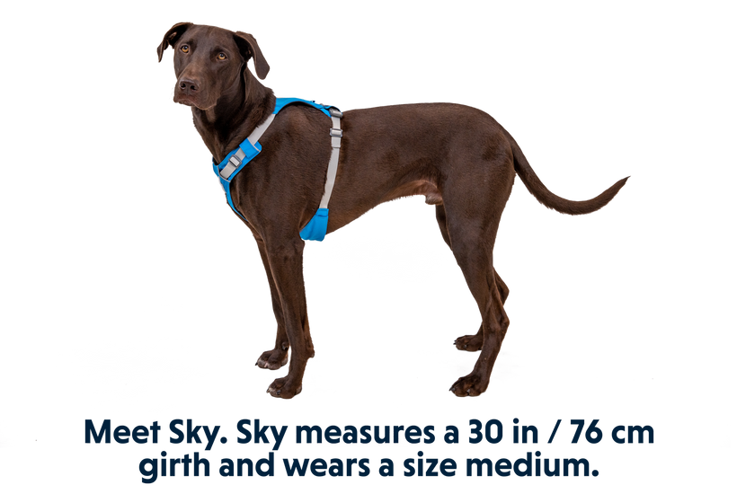 Hi and Light Harness in Blue Dusk