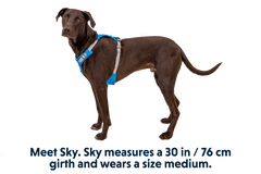 Hi and Light Harness in Blue Dusk